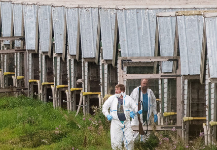 New photos show culling on Finnish Fur Farms