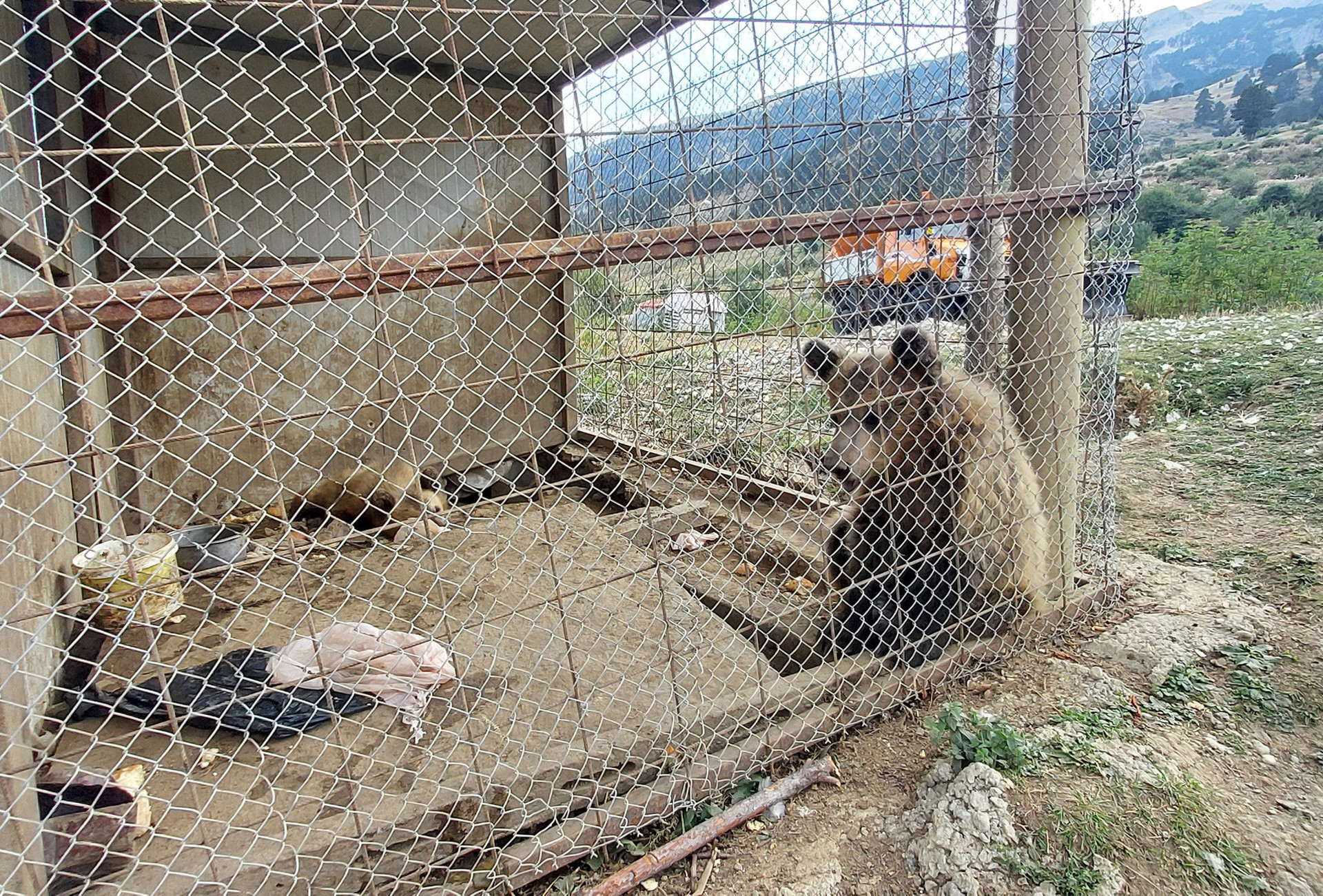 Two brown bear cubs held close to a restaurant in Albania