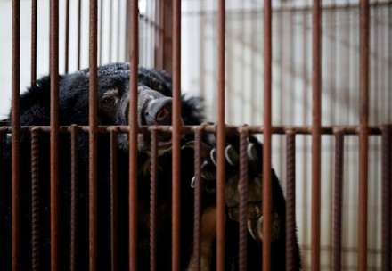 Rescue Bear Na Bear Na in her cage on the bile farm