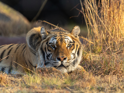 Tiger Sharuk at LIONSROCK
