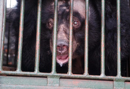 Bear Na on her way to BEAR SANCTUARY Ninh Binh