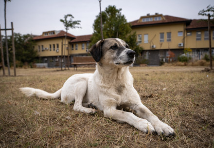 Stray dog in Kosovo