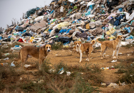 Stray dogs in Kosovo