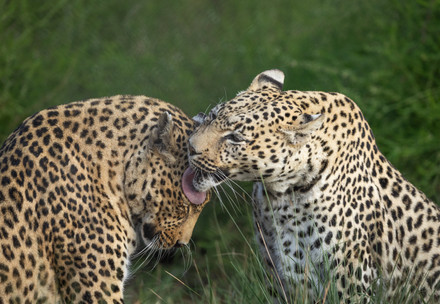 Two leopards in a sanctuary in South Africa