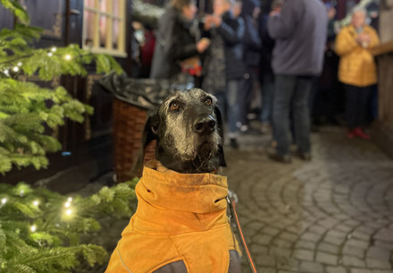 Dog at a Christmas market