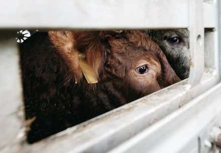 Cows in a transport truck
