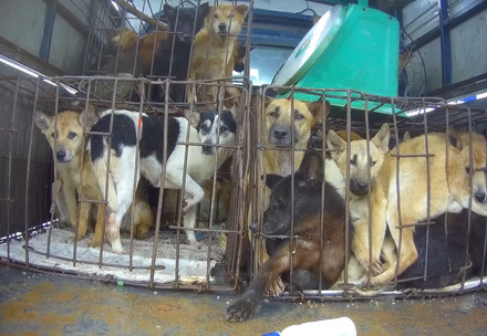 Dog and cat meat trade investigation in Vietnam