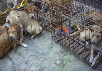 Dogs Are Crammed Into Small Cages and Transported With No Access to Food or Water Dogs crammed into small cages and transported with no access to food or water