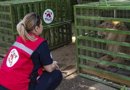FOUR PAWS veterinarian Marina Ivanova with a rescued lion in Sudan