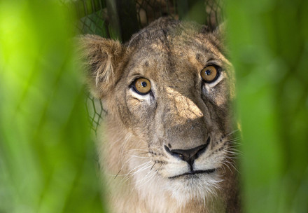 Rescue Sudan Lions Rescue of lions in Sudan