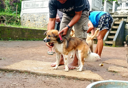 Puppy with collar in Bali Indonesia