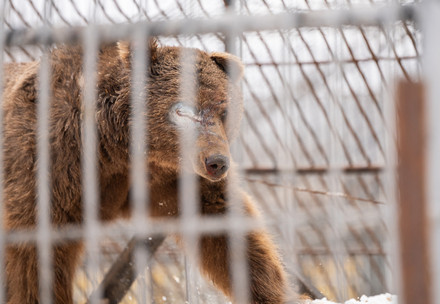 Brown bear behind bars