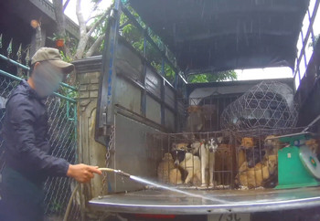 Dogs Yelp in Distress Whilst Being Violently Hosed Down With Water Dogs yelping in distress whilst being violently hosed down with water.