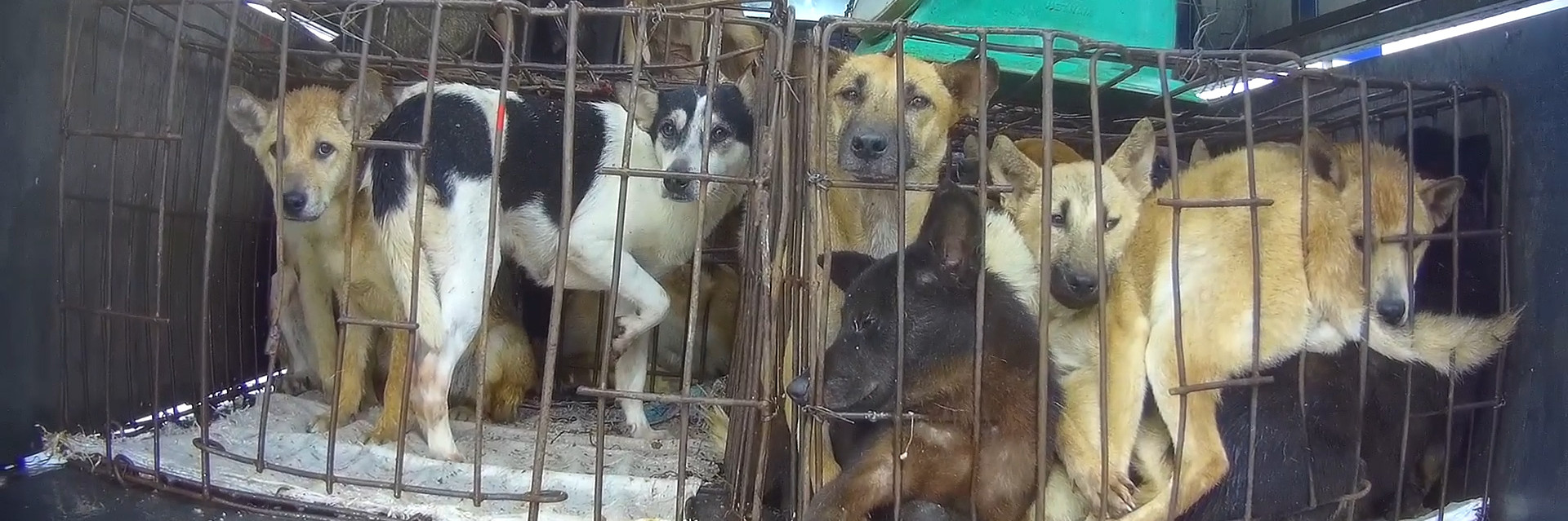 Dogs crammed into small cages and transported with no access to food or water
