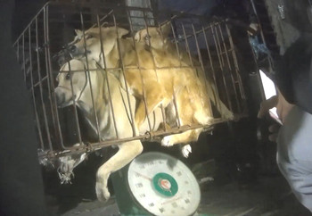 Dogs Are Weighed to Determine the Value of Their Meat Dogs are weighed to determine the value of their meat