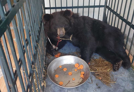 Black bear in sanctuary in Islamabad, Pakistan