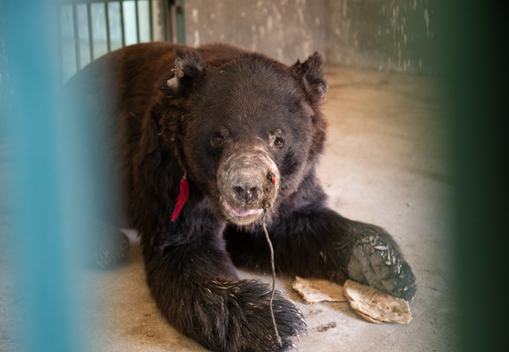 Bear Laila in Pakistan