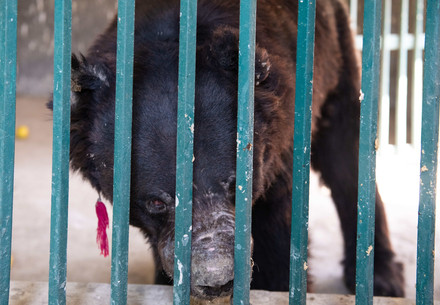 Rescue Bears Laila and Boogie Asiatic black bear Boogie in Pakistan