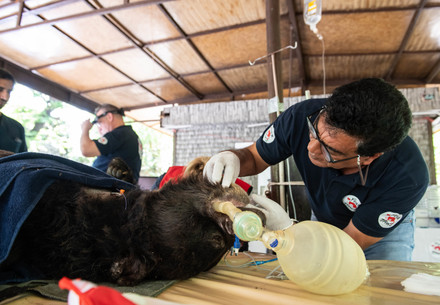 Black bear receiving surgery in sanctuary in Islamabad, Pakistan