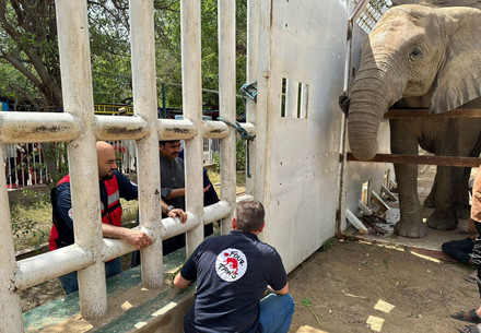 Elephant Madhubala during her crate training in Pakistan