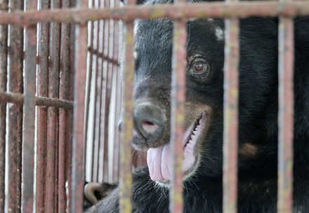 Rescue Bear Chinh Bear Chinh in his cage on the bile farm