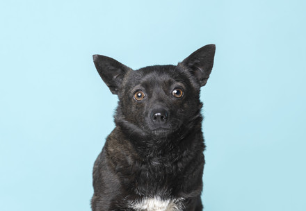 Portrat of dog Cleo from the 'From Stray to Star' Photo exhibition