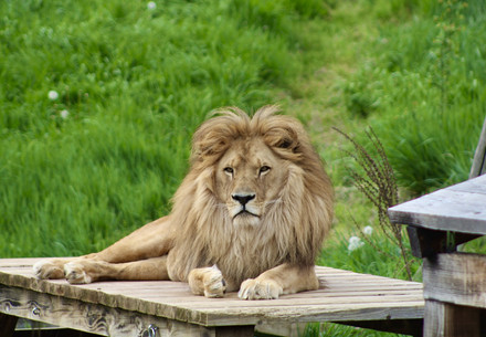 Lion in an enclosure