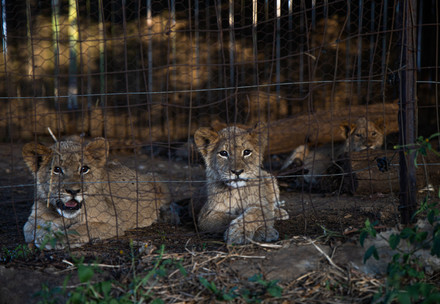 Lion cubs behind a fence