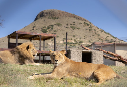 Lions Nikola and Vasylyna at LIONSROCK in South Africa