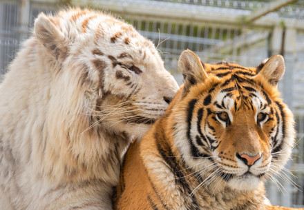 Veterinary mission in Slovakia