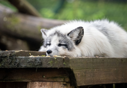 Silver fox Mala at TIERART