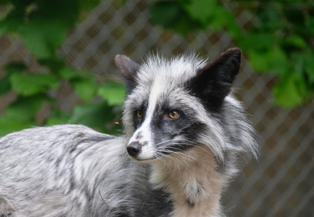 Fox Tomek arriving at TIERART in Maßweiler, Germany 