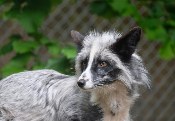 Fox Tomek at TIERART