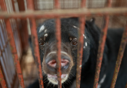 Bear Chinh in his cage in Vietnam