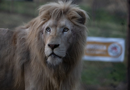 Lion Romeo at LIONSROCK Lion Romeo at LIONSROCK