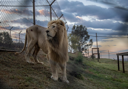 Lion Romeo at LIONSROCK