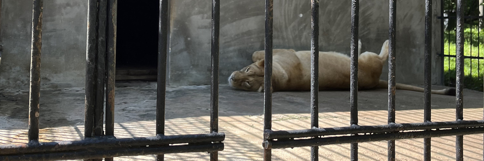 Caged lion lying against enclosure wall 