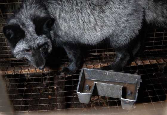 Fox in a small cage at a fur farm with a with dirty water bowl
