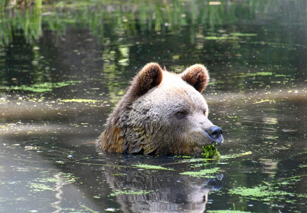 Bear Balou at BEAR SANCTUARY Mueritz, Germany