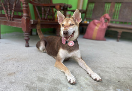 Rescue Dog Mouse Dog Mouse with her tongue out laying down