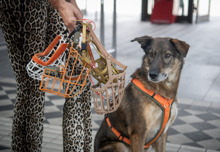 Dog Janosch and various muzzle