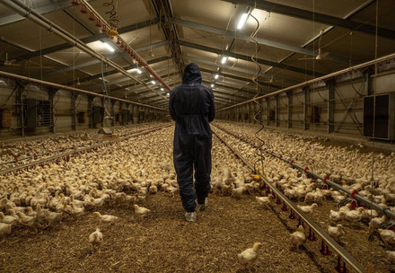 Still from the film Eating the Future showing a person walking inside a chicken farm