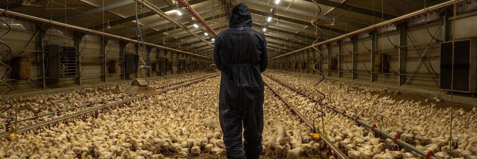 Woman in chicken coop