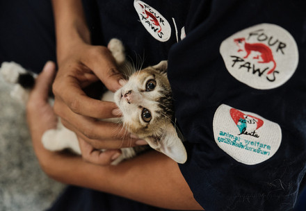 Stray cat in the arms of a FOUR PAWS team member