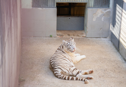 Rescue Tigers Snow & Sky Tiger Snow in Slovakia