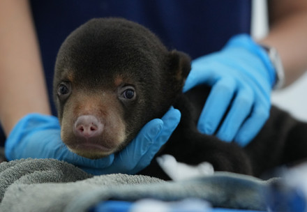 Sun bear cub Anuk at BEAR SANCTUARY Ninh Binh