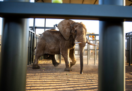 Elephant Charley in South Africa