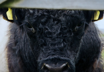 Eating The Future Documentary Film Close up of cow