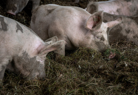 Piglets and their mother sows on a farm in Meggen, Switzerland.