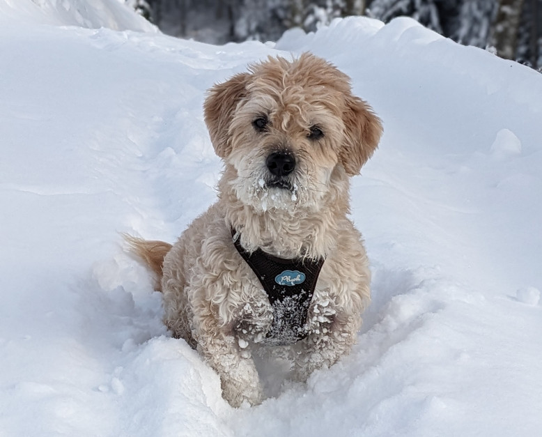 Dog Wearing a Jacket Dog wearing a jacket